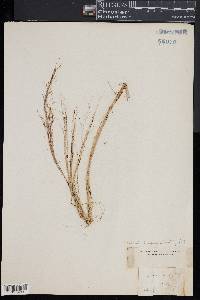 Muhlenbergia capillaris image