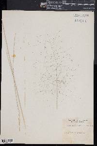 Muhlenbergia capillaris image