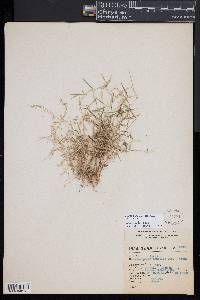 Muhlenbergia cenchroides image