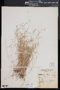 Muhlenbergia cenchroides image