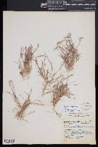 Muhlenbergia cenchroides image