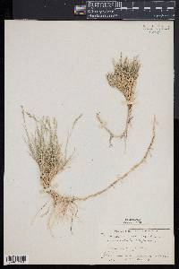 Muhlenbergia cuspidata image