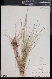 Muhlenbergia cuspidata image