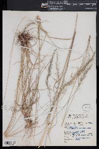 Muhlenbergia emersleyi image