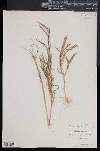 Muhlenbergia frondosa image
