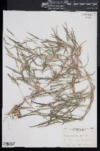 Muhlenbergia frondosa image