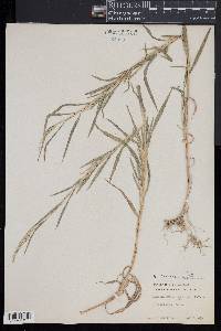 Muhlenbergia frondosa image