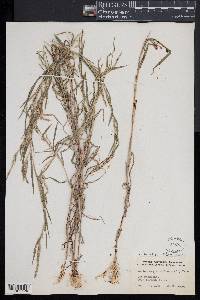 Muhlenbergia frondosa image