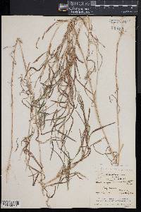 Muhlenbergia frondosa image