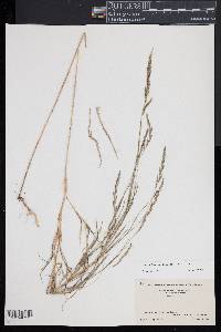 Muhlenbergia frondosa image