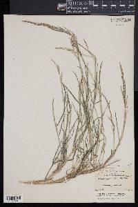 Muhlenbergia frondosa image