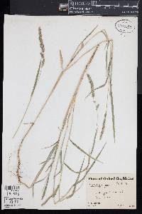 Muhlenbergia rigida image