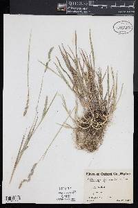 Muhlenbergia rigida image