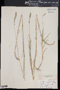 Muhlenbergia rigida image