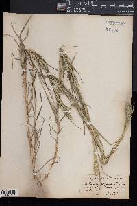 Muhlenbergia rigida image