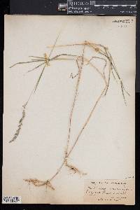 Muhlenbergia mexicana image