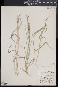 Muhlenbergia mexicana image