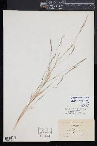 Muhlenbergia mexicana image