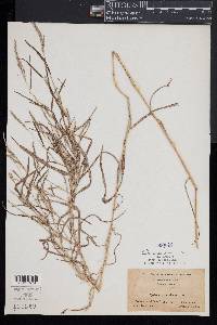 Muhlenbergia mexicana image