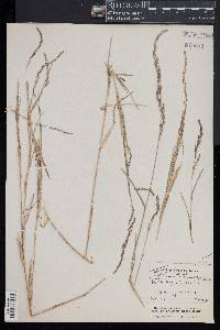 Muhlenbergia mexicana image