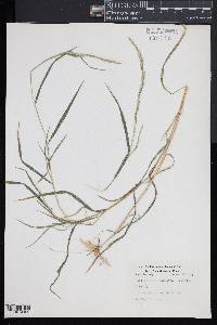 Muhlenbergia mexicana image