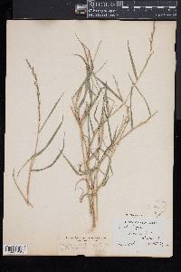 Muhlenbergia mexicana image