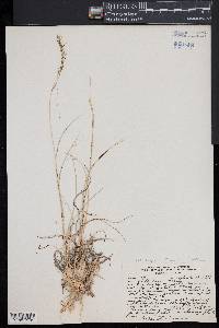 Muhlenbergia montana image