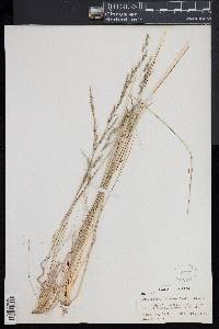 Muhlenbergia montana image