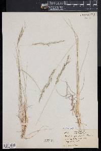 Muhlenbergia montana image