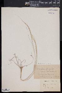 Muhlenbergia pauciflora image