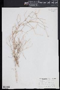 Muhlenbergia porteri image