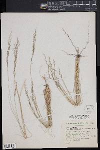 Muhlenbergia quadridentata image