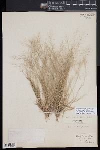 Muhlenbergia ramulosa image