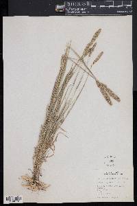 Muhlenbergia racemosa image