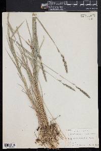 Muhlenbergia racemosa image