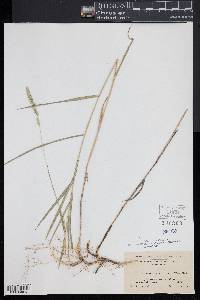 Muhlenbergia racemosa image