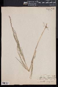 Muhlenbergia racemosa image