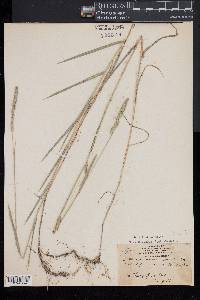 Muhlenbergia racemosa image