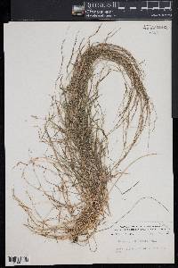 Muhlenbergia schreberi image