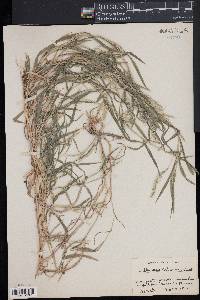 Muhlenbergia schreberi image