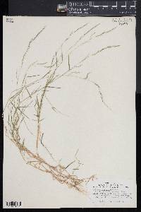 Muhlenbergia schreberi image