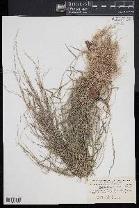 Muhlenbergia schreberi image