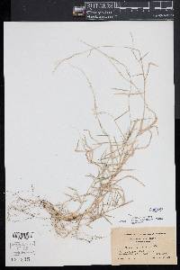 Muhlenbergia schreberi image