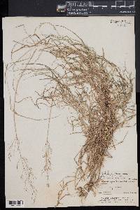 Muhlenbergia schreberi image