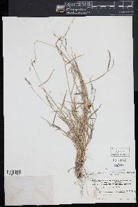 Muhlenbergia schreberi image