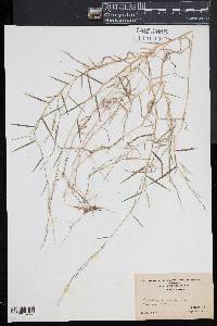 Muhlenbergia schreberi image