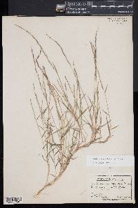 Muhlenbergia schreberi image