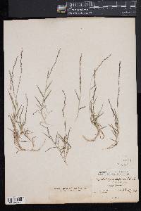 Muhlenbergia schreberi image