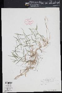 Muhlenbergia schreberi image