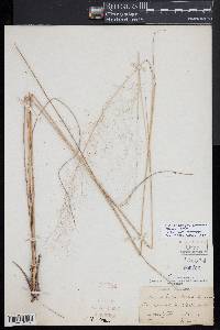 Muhlenbergia sericea image